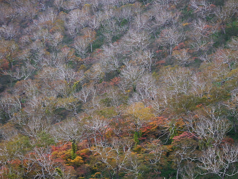 Late Autumn Crowd of White Larch