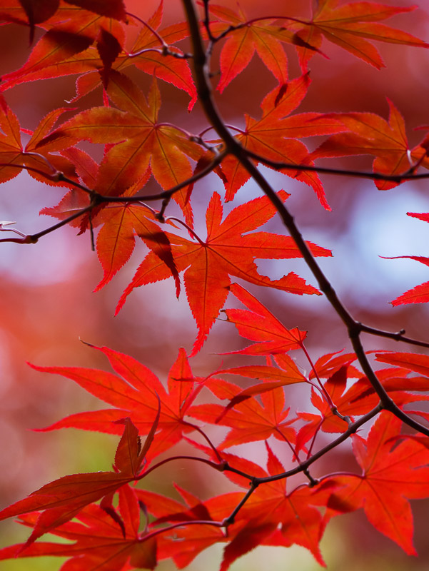 Late Autumn Japanese Red Maple