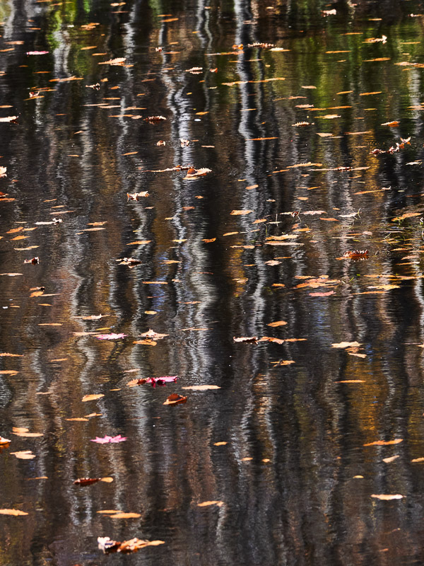 Late Autumn Tree Reflection Rippled