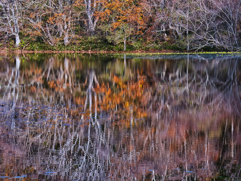 Late Fall Tree Reflections