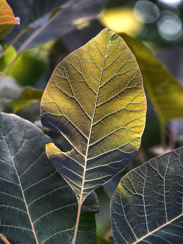 Laughing Golden Leaf