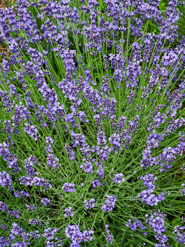 Lavendar Convergent Pattern