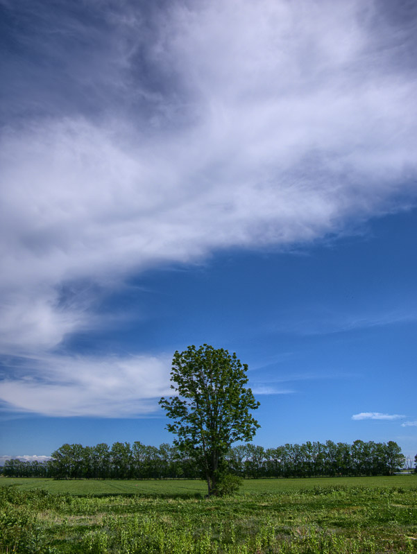 Leading Tree in Rural Scene