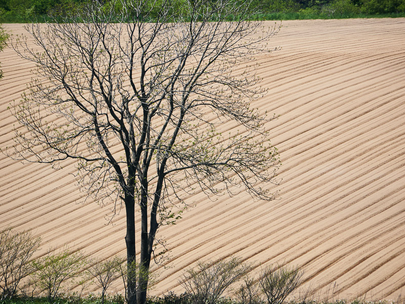 Like Namibia Desert Tree