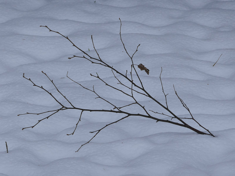 Lone Dead Branch on the Snow