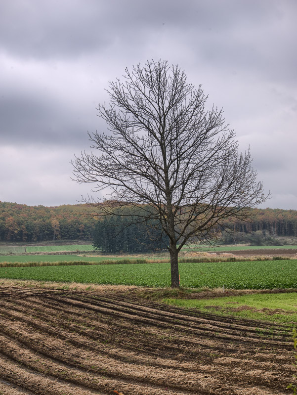 Lone Tree on Early Winter Field