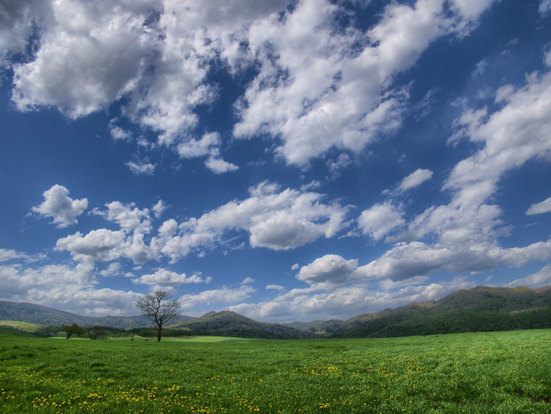 Lone Tree under High Sky