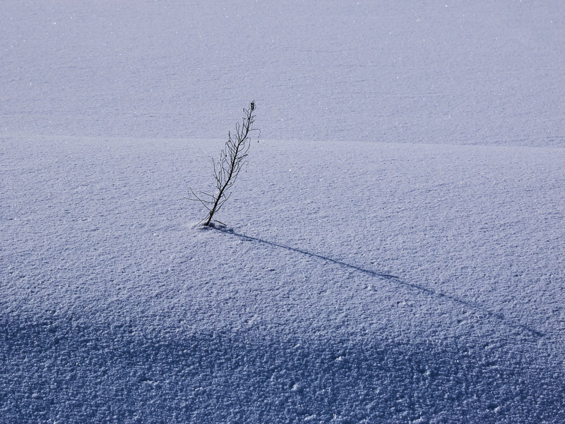 Lone Weed on Snow Plain