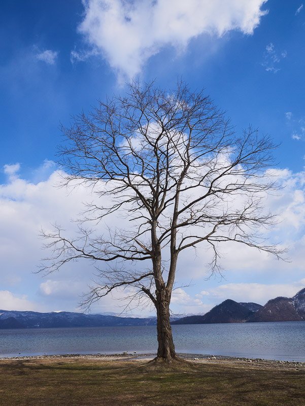 Lone but Strong Tree at Lakeside