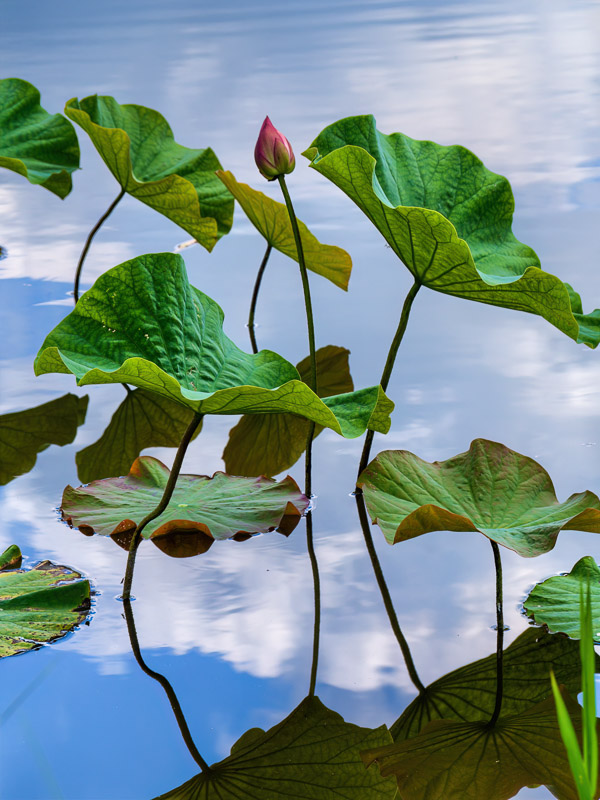 Lotus Grown on the Sky