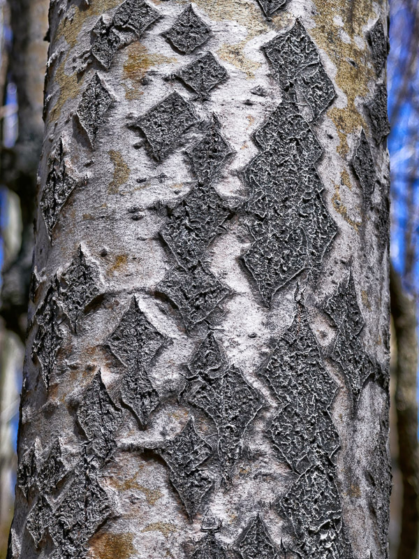 Lozenge-scales Tree Bark