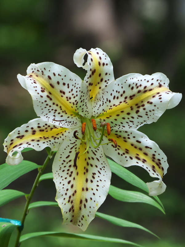 Luxurious Wild Lily