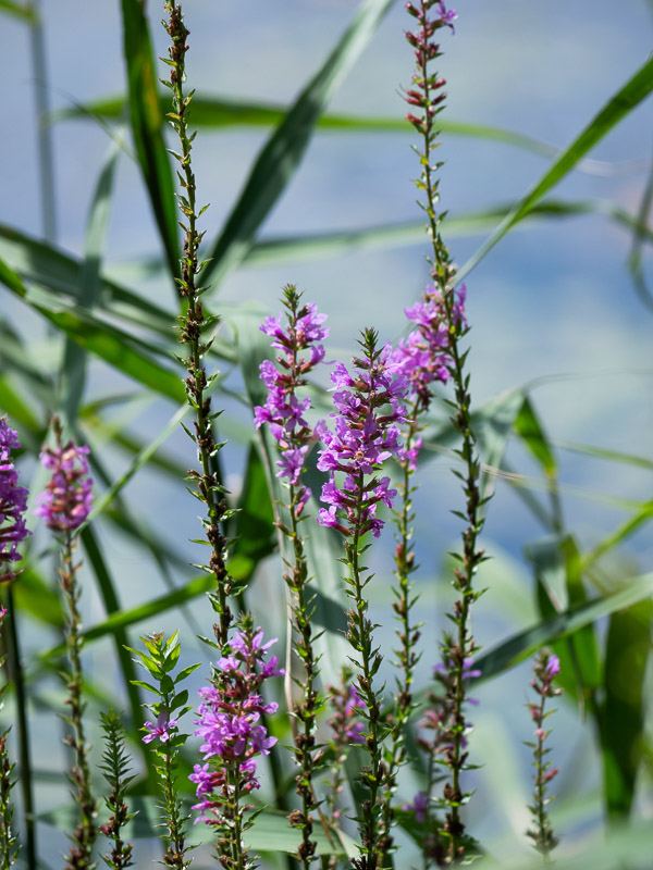 Lythrum at the Pond-side