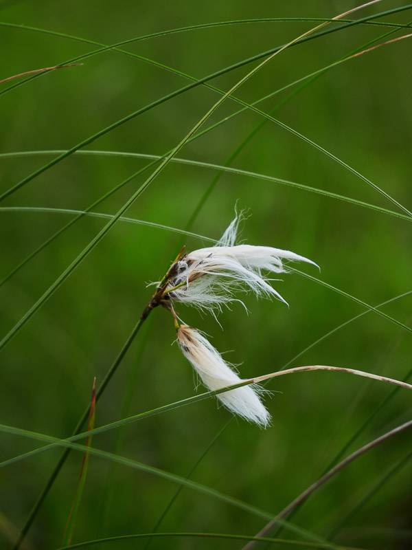 Marsh Slender Cotton Grass