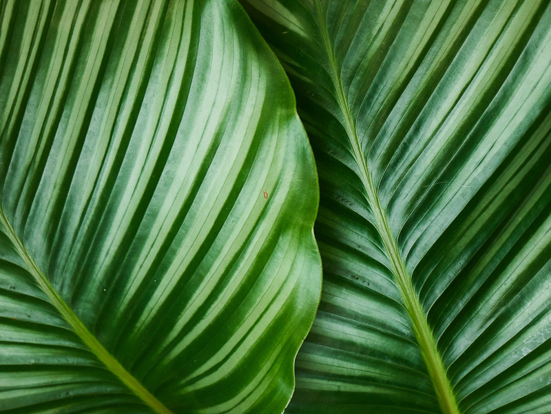 Metallic Shining Leaves