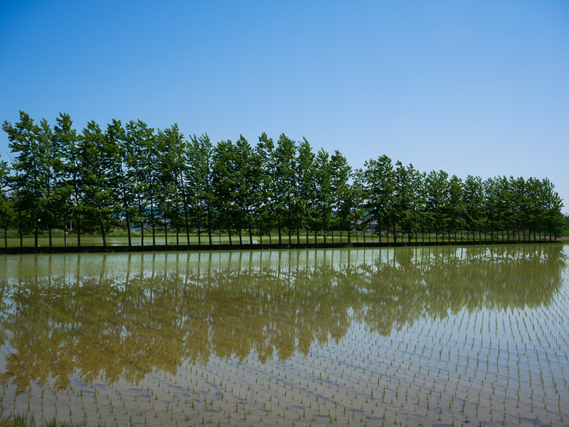 Mirror Image on Water-filled Paddy Field