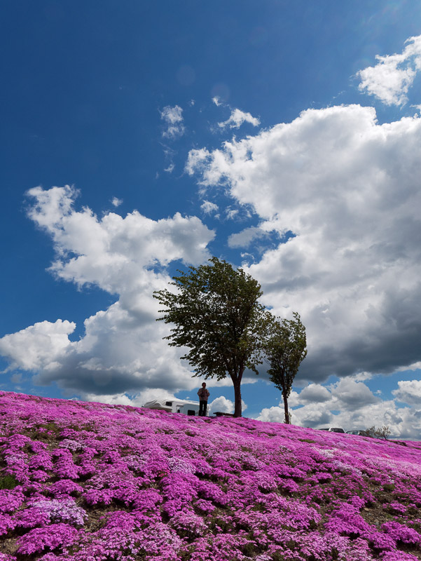 Moment of Wind over Moss Pink