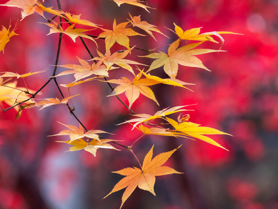 Momiji - Japanese Fall Color