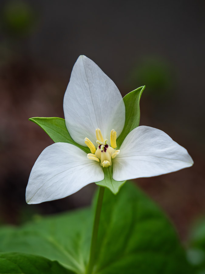 My Backyard Trillium camschatcense