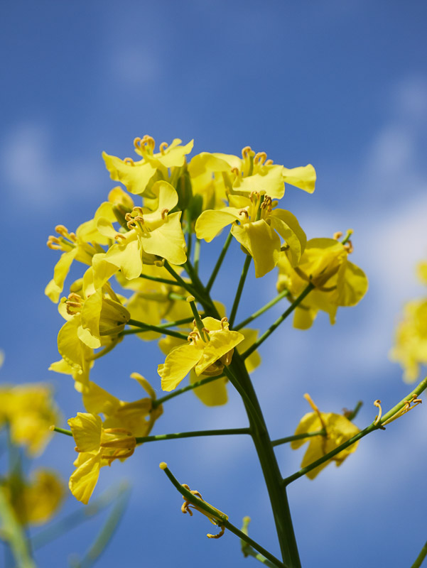 Nanohana Blossom and Blue-sky