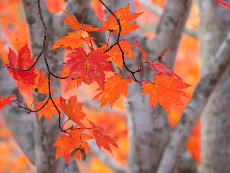 Nihonga-like Autumn Red