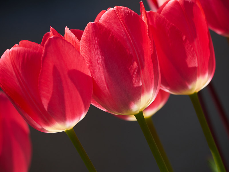 Oblique Red Tulips Row