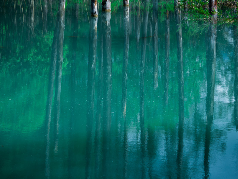 Obscure Tree Reflections on Blue