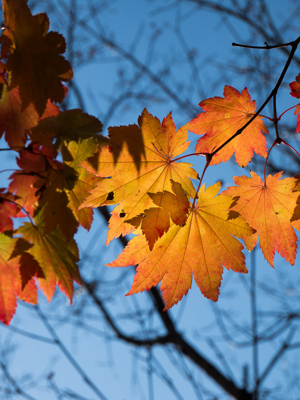 Orange Backlit Autumn Maple