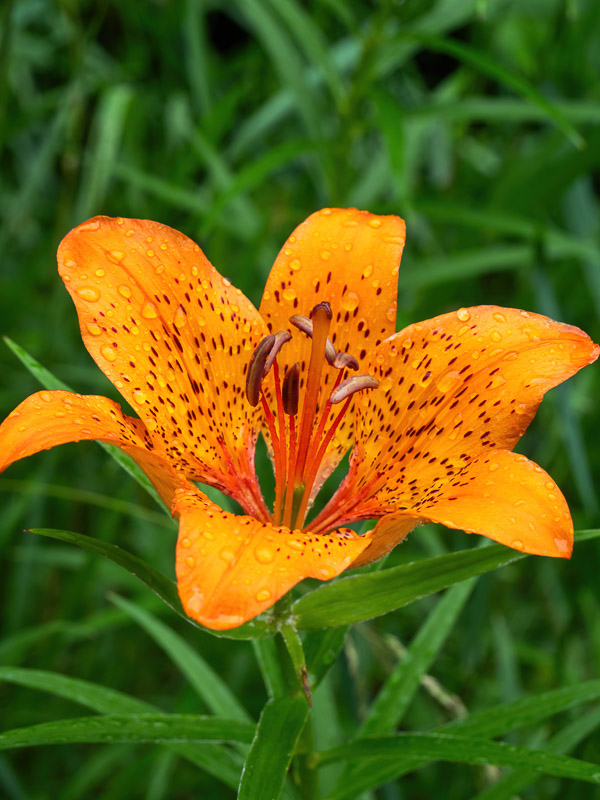 Orange Elegant Lily