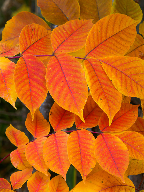 Orange Leaves of Nerves