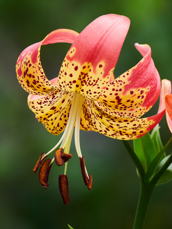 Orange Speckled Lily in Green Background