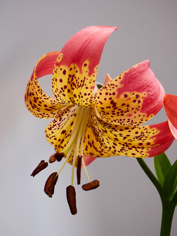 Orange Speckled Lily in Grey Background