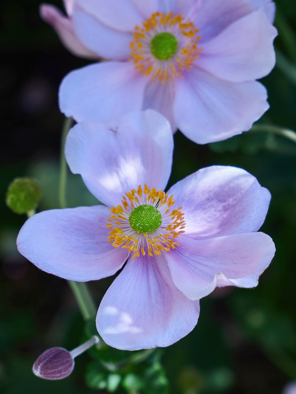 Pale Pink Japanese Anemone