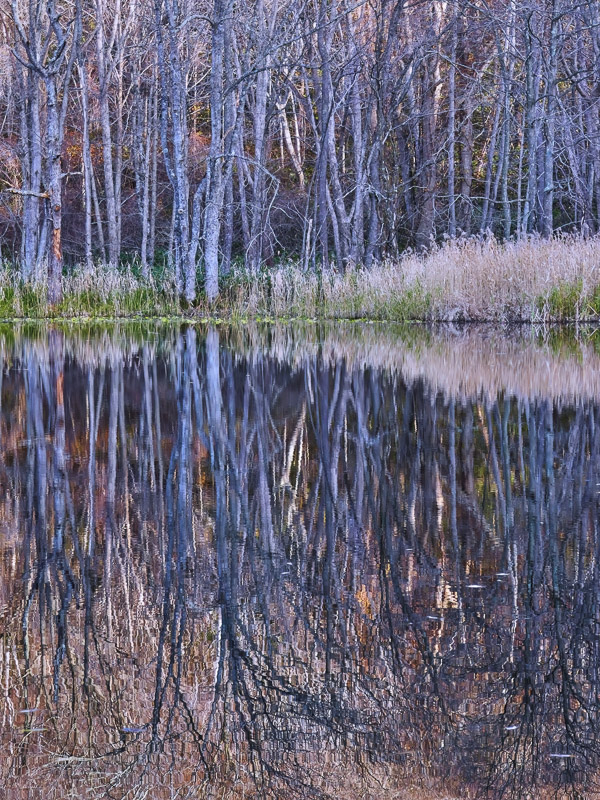 Pale Tree Reflections