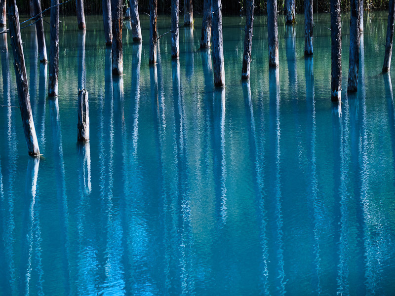 Pale Trees on the Blue Pond