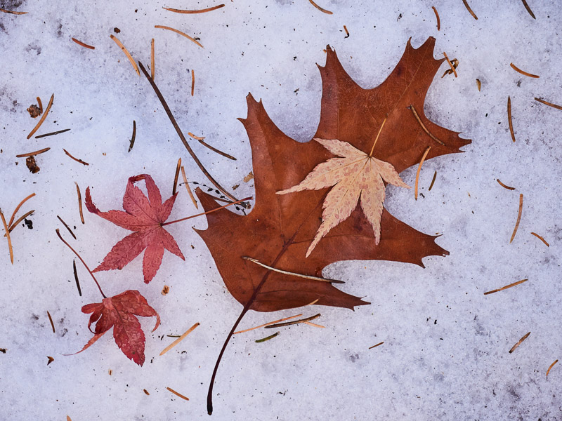 Pictorial Fallen Leaves on Snow