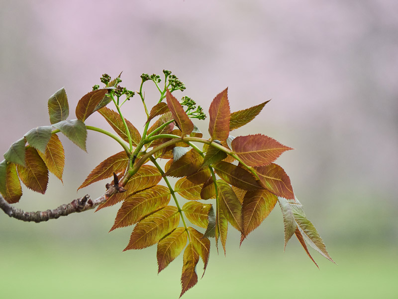 Pictorial Rowan Leaves