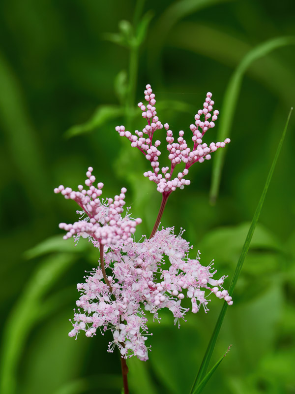 Pink Delicate Meadowsweet