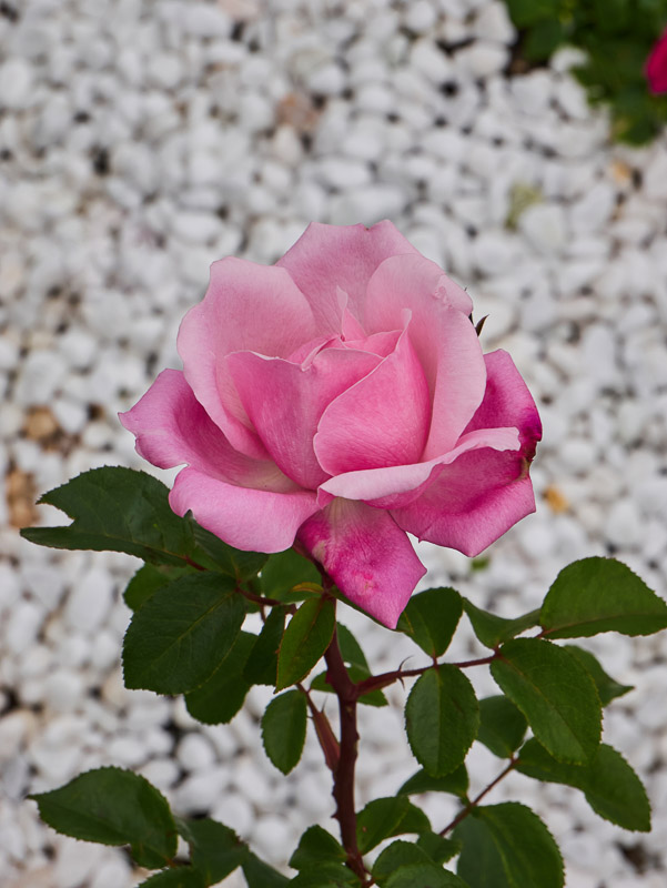 Pink Rose with Gravelly Background