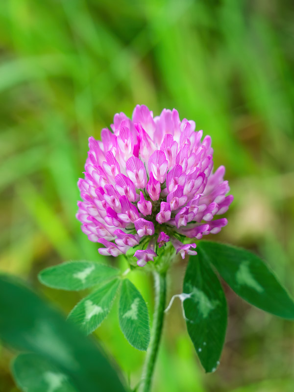 Pink Trifolium Clover