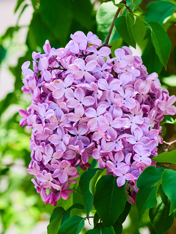 Plentiful Lilac Flower Cluster