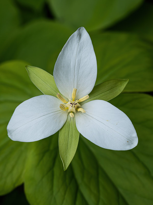 Plump Trillium Flower