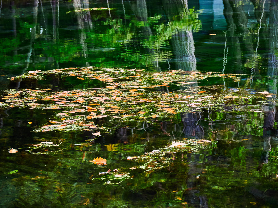 Pond Reflection with Fallen Leaves
