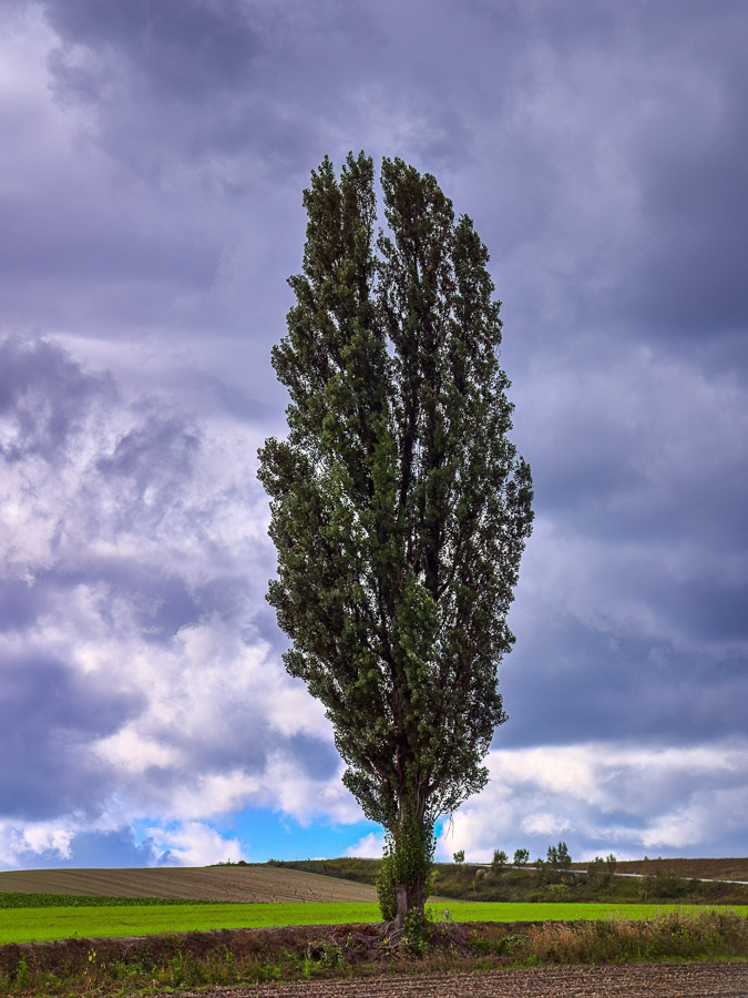 Poplar Standing Alone but Tall