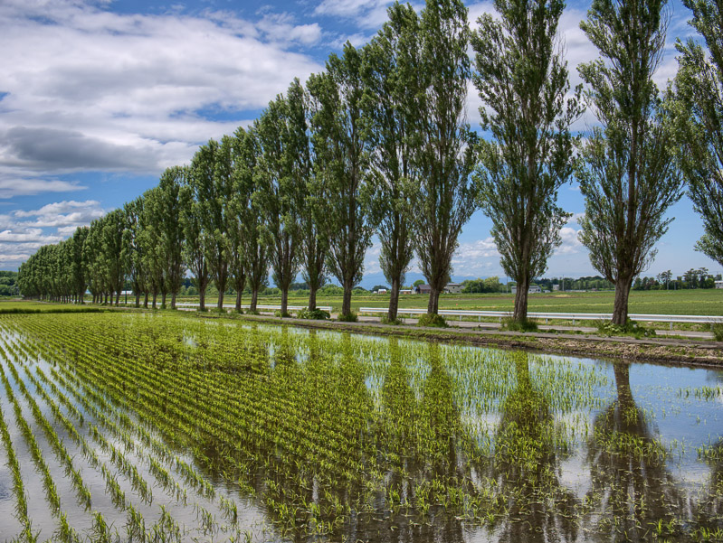 Poplars Reflection on Water-filled Paddy G 12-60