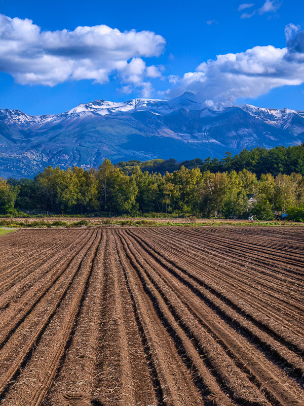 Postharvest Ridged Field