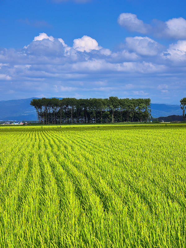 Pre-Harvest Summer Scene