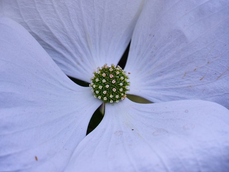 Pure White Velvet Flower