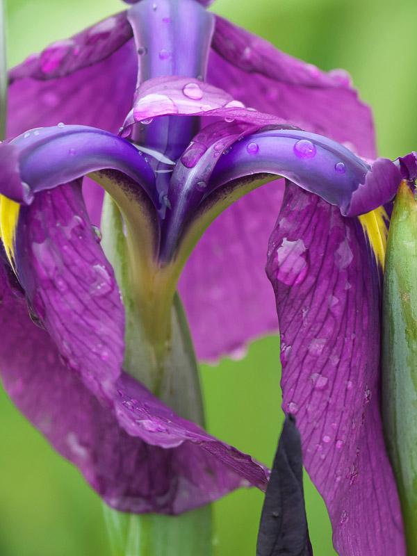 Purple Complex Iris