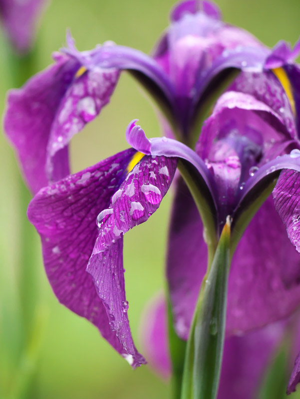 Purple Flaggy Iris after Rain